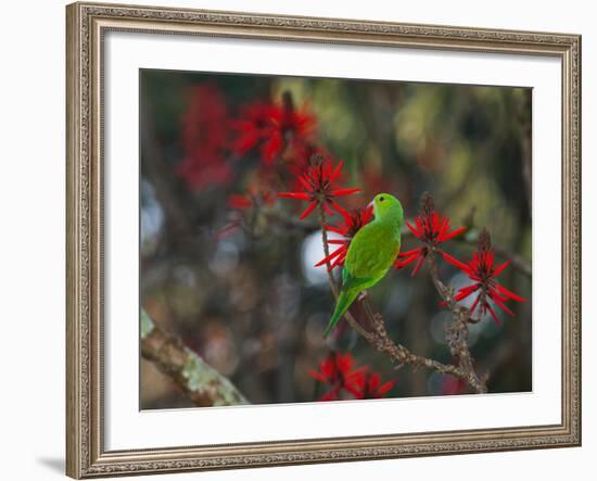 A Plain Parakeet, Brotogeris Tirica, Resting and Eating on a Coral Tree-Alex Saberi-Framed Photographic Print