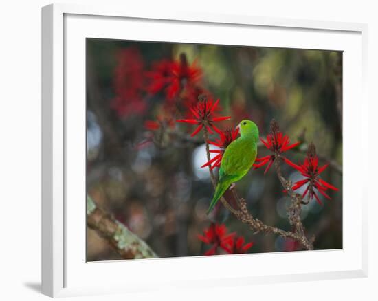 A Plain Parakeet, Brotogeris Tirica, Resting and Eating on a Coral Tree-Alex Saberi-Framed Photographic Print