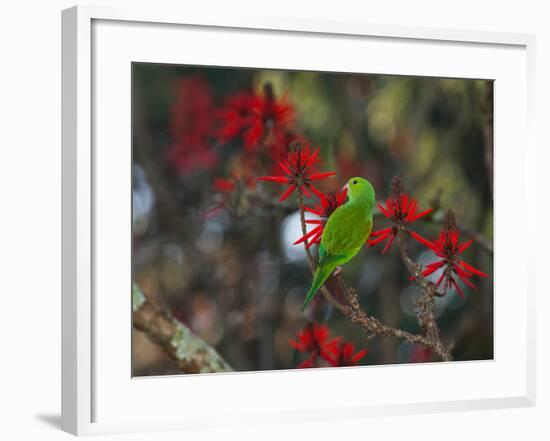 A Plain Parakeet, Brotogeris Tirica, Resting and Eating on a Coral Tree-Alex Saberi-Framed Photographic Print