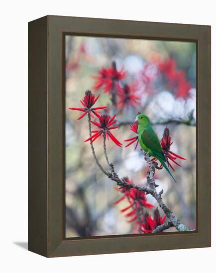 A Plain Parakeet, Brotogeris Tirica, Resting and Eating on a Coral Tree-Alex Saberi-Framed Premier Image Canvas