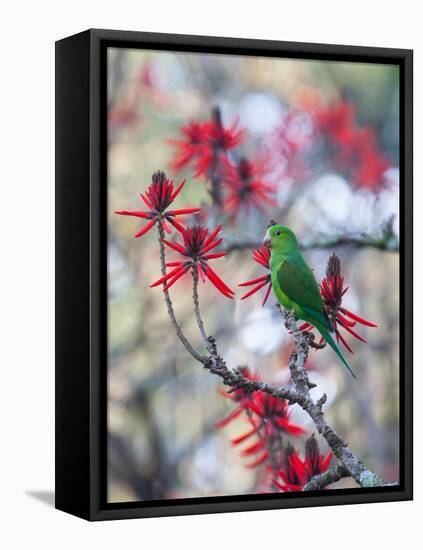 A Plain Parakeet, Brotogeris Tirica, Resting and Eating on a Coral Tree-Alex Saberi-Framed Premier Image Canvas