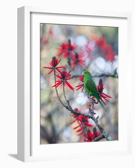 A Plain Parakeet, Brotogeris Tirica, Resting and Eating on a Coral Tree-Alex Saberi-Framed Photographic Print