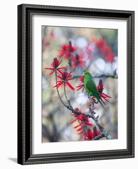 A Plain Parakeet, Brotogeris Tirica, Resting and Eating on a Coral Tree-Alex Saberi-Framed Photographic Print