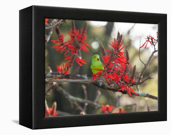 A Plain Parakeet, Brotogeris Tirica, Resting in a Coral Tree-Alex Saberi-Framed Premier Image Canvas