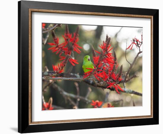 A Plain Parakeet, Brotogeris Tirica, Resting in a Coral Tree-Alex Saberi-Framed Photographic Print