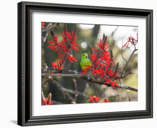 A Plain Parakeet, Brotogeris Tirica, Resting in a Coral Tree-Alex Saberi-Framed Photographic Print