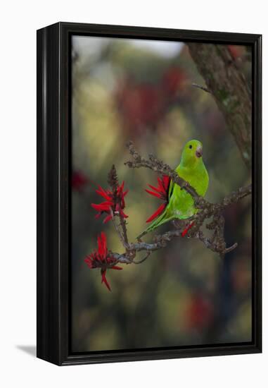 A Plain Parakeet, Brotogeris Tirica, Resting in a Coral Tree-Alex Saberi-Framed Premier Image Canvas