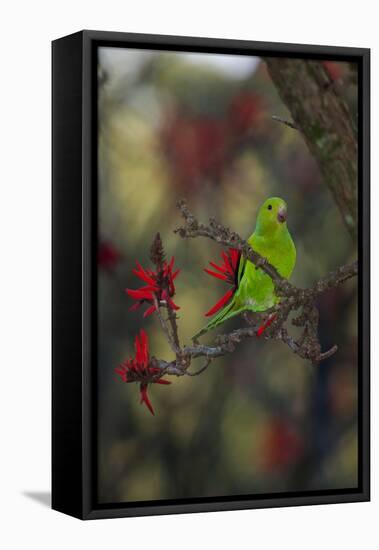 A Plain Parakeet, Brotogeris Tirica, Resting in a Coral Tree-Alex Saberi-Framed Premier Image Canvas