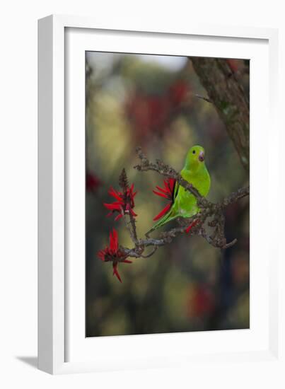 A Plain Parakeet, Brotogeris Tirica, Resting in a Coral Tree-Alex Saberi-Framed Photographic Print