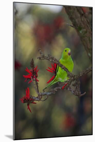 A Plain Parakeet, Brotogeris Tirica, Resting in a Coral Tree-Alex Saberi-Mounted Photographic Print