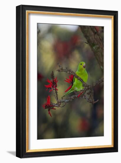 A Plain Parakeet, Brotogeris Tirica, Resting in a Coral Tree-Alex Saberi-Framed Photographic Print