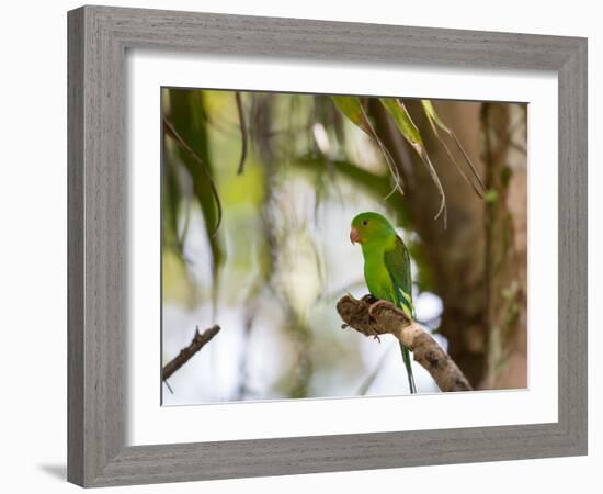 A Plain Parakeet, Brotogeris Tirica, Resting on a Branch-Alex Saberi-Framed Photographic Print