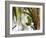 A Plain Parakeet, Brotogeris Tirica, Resting on a Branch-Alex Saberi-Framed Photographic Print