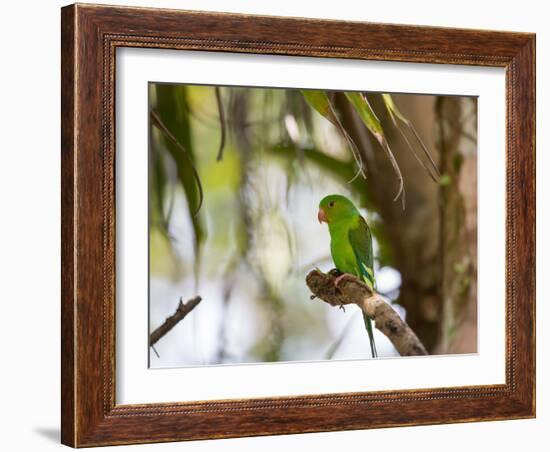 A Plain Parakeet, Brotogeris Tirica, Resting on a Branch-Alex Saberi-Framed Photographic Print