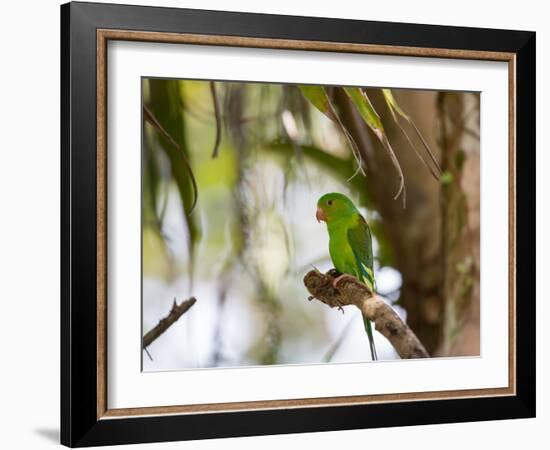 A Plain Parakeet, Brotogeris Tirica, Resting on a Branch-Alex Saberi-Framed Photographic Print