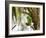 A Plain Parakeet, Brotogeris Tirica, Resting on a Branch-Alex Saberi-Framed Photographic Print