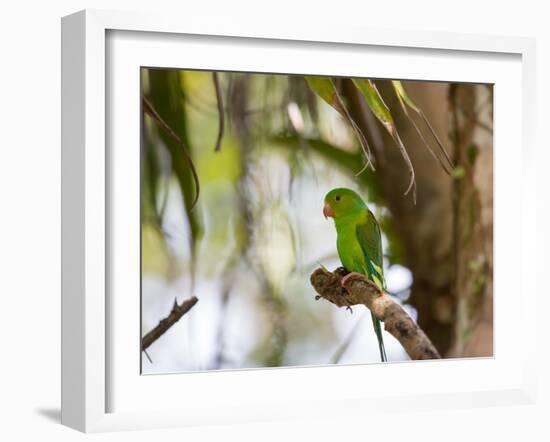 A Plain Parakeet, Brotogeris Tirica, Resting on a Branch-Alex Saberi-Framed Photographic Print