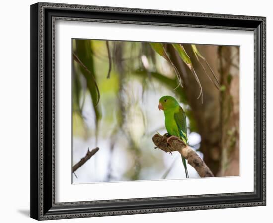 A Plain Parakeet, Brotogeris Tirica, Resting on a Branch-Alex Saberi-Framed Photographic Print