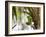 A Plain Parakeet, Brotogeris Tirica, Resting on a Branch-Alex Saberi-Framed Photographic Print