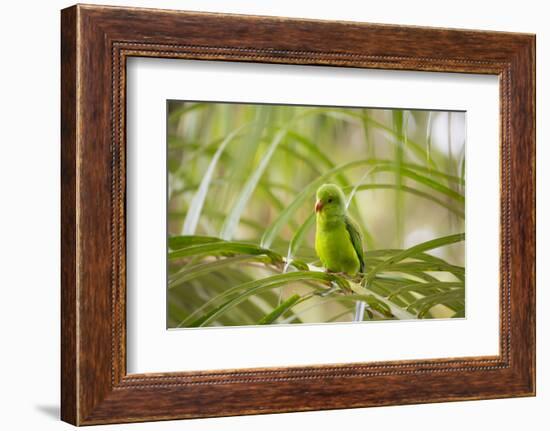 A Plain Parakeet, Brotogeris Tirica, Sits on a Branch in the Atlantic Rainforest, Ubatuba-Alex Saberi-Framed Photographic Print