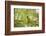 A Plain Parakeet, Brotogeris Tirica, Sits on a Branch in the Atlantic Rainforest, Ubatuba-Alex Saberi-Framed Photographic Print