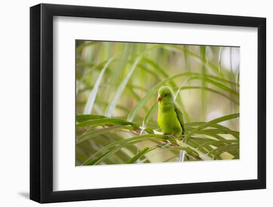 A Plain Parakeet, Brotogeris Tirica, Sits on a Branch in the Atlantic Rainforest, Ubatuba-Alex Saberi-Framed Photographic Print