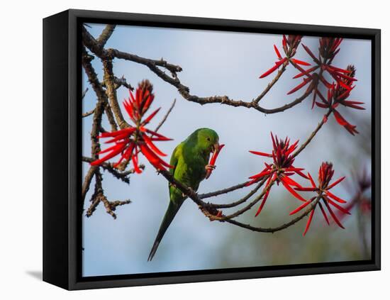 A Plain Parakeet Resting and Eating on a Coral Tree in Sao Paulo's Ibirapuera Park-Alex Saberi-Framed Premier Image Canvas