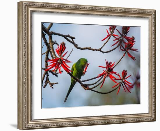 A Plain Parakeet Resting and Eating on a Coral Tree in Sao Paulo's Ibirapuera Park-Alex Saberi-Framed Photographic Print