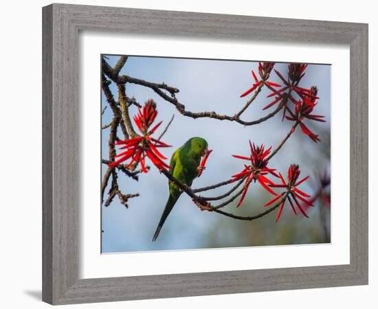 A Plain Parakeet Resting and Eating on a Coral Tree in Sao Paulo's Ibirapuera Park-Alex Saberi-Framed Photographic Print