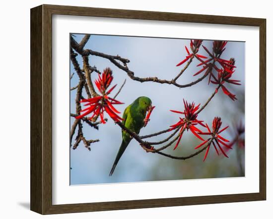 A Plain Parakeet Resting and Eating on a Coral Tree in Sao Paulo's Ibirapuera Park-Alex Saberi-Framed Photographic Print