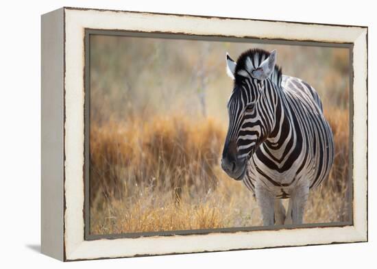 A Plains Zebra, Equus Quagga, Stands in Tall Grass at Sunset-Alex Saberi-Framed Premier Image Canvas