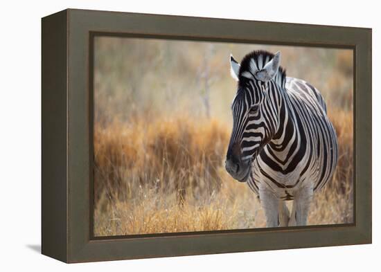 A Plains Zebra, Equus Quagga, Stands in Tall Grass at Sunset-Alex Saberi-Framed Premier Image Canvas