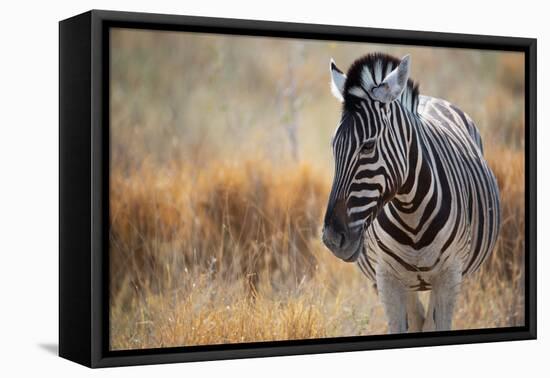 A Plains Zebra, Equus Quagga, Stands in Tall Grass at Sunset-Alex Saberi-Framed Premier Image Canvas