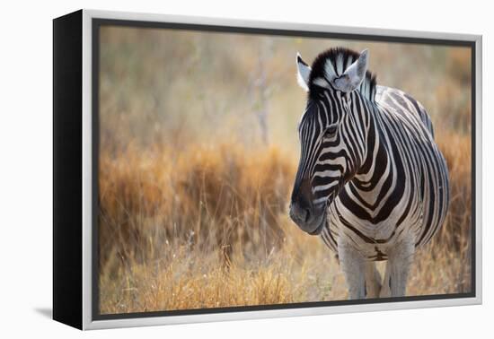 A Plains Zebra, Equus Quagga, Stands in Tall Grass at Sunset-Alex Saberi-Framed Premier Image Canvas