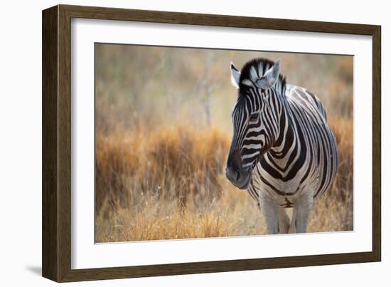 A Plains Zebra, Equus Quagga, Stands in Tall Grass at Sunset-Alex Saberi-Framed Photographic Print