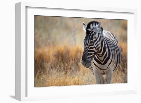 A Plains Zebra, Equus Quagga, Stands in Tall Grass at Sunset-Alex Saberi-Framed Photographic Print