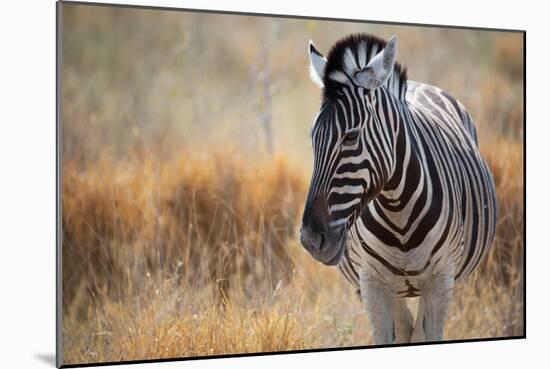 A Plains Zebra, Equus Quagga, Stands in Tall Grass at Sunset-Alex Saberi-Mounted Photographic Print