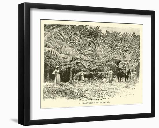 A Plantation of Bananas-null-Framed Giclee Print
