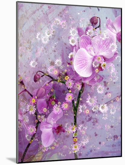 A Playful Floral Montage of Pink Orchid with Daisies-Alaya Gadeh-Mounted Photographic Print