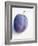 A Plum with Drops of Water-null-Framed Photographic Print