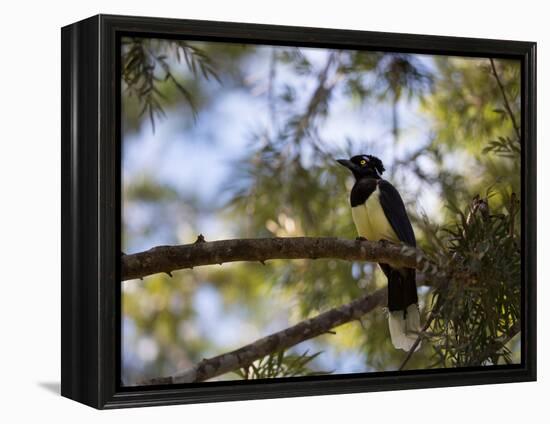 A Plush Crested Jay on a Tree in Bonito, Brazil-Alex Saberi-Framed Premier Image Canvas