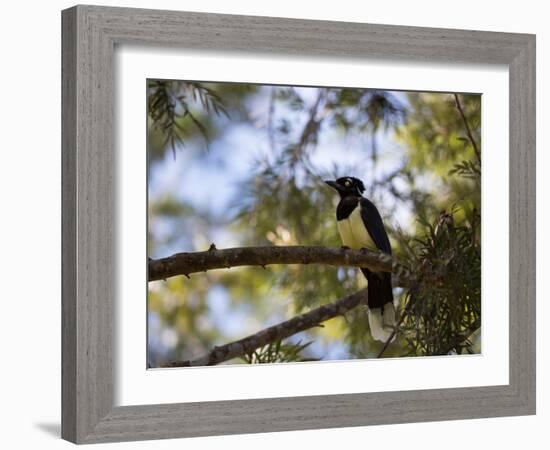 A Plush Crested Jay on a Tree in Bonito, Brazil-Alex Saberi-Framed Photographic Print