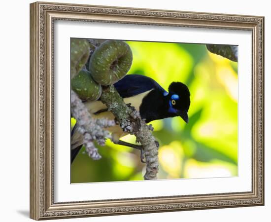 A Plush-Crested Jays, Cyanocorax Chrysops, Near Iguazu Falls-Alex Saberi-Framed Photographic Print