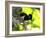 A Plush-Crested Jays, Cyanocorax Chrysops, Near Iguazu Falls-Alex Saberi-Framed Photographic Print