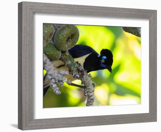 A Plush-Crested Jays, Cyanocorax Chrysops, Near Iguazu Falls-Alex Saberi-Framed Photographic Print