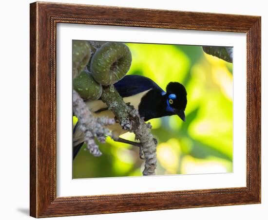 A Plush-Crested Jays, Cyanocorax Chrysops, Near Iguazu Falls-Alex Saberi-Framed Photographic Print