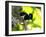 A Plush-Crested Jays, Cyanocorax Chrysops, Near Iguazu Falls-Alex Saberi-Framed Photographic Print