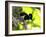 A Plush-Crested Jays, Cyanocorax Chrysops, Near Iguazu Falls-Alex Saberi-Framed Photographic Print