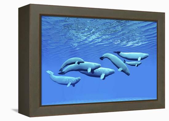 A Pod of Beluga Whales Swim Together Near the Surface-null-Framed Stretched Canvas