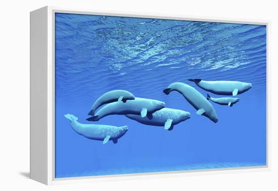 A Pod of Beluga Whales Swim Together Near the Surface-null-Framed Stretched Canvas